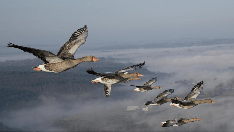 Groupe d'oies cendrées en pleine migration